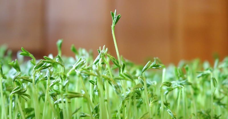 Légumineuses locales dans la restauration collective : 5 idées pour les adopter